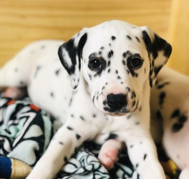 Medium Photo #12 Dalmatian Puppy For Sale in ASHEBORO, NC, USA