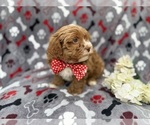 Small #6 Shih-Poo