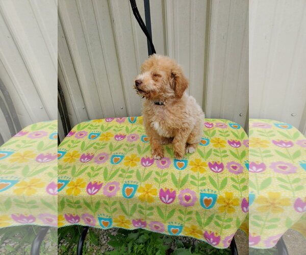 Medium Photo #4 Goldendoodle Puppy For Sale in Mountain View, MO, USA