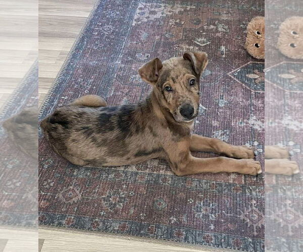Medium Photo #2 Catahoula Leopard Dog-Unknown Mix Puppy For Sale in pomfret, CT, USA