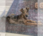 Small #1 Catahoula Leopard Dog Mix