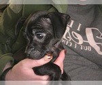 Small Photo #11 Chug Puppy For Sale in HILLSDALE, MI, USA