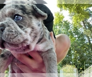 French Bulldog Puppy for sale in HOPE MILLS, NC, USA