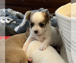 Chihuahua Puppy for sale in COLUMBIA, SC, USA