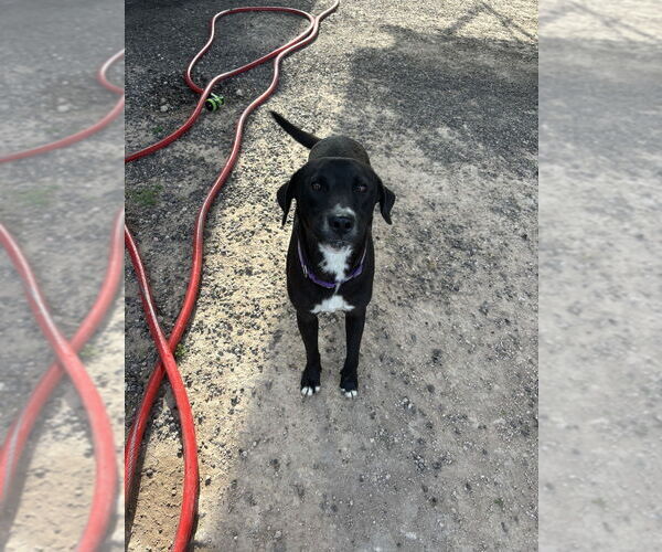 Medium Photo #2 American Pit Bull Terrier-Labrador Retriever Mix Puppy For Sale in Brewster, NY, USA