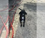 Small #1 American Pit Bull Terrier-Labrador Retriever Mix
