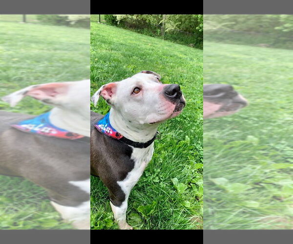 Medium Photo #1 American Pit Bull Terrier-Unknown Mix Puppy For Sale in New York, NY, USA