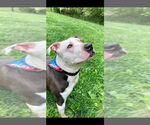 Small American Pit Bull Terrier Mix