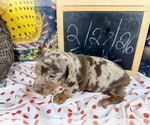 Small #20 Dachshund