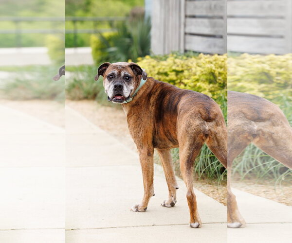 Medium Photo #4 Boxer Puppy For Sale in McKinney, TX, USA