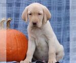 Small #2 Labrador Retriever