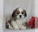 Small Photo #2 Shih Tzu Puppy For Sale in NARVON, PA, USA