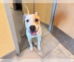 Mutt Dogs for adoption in Orange, CA, USA