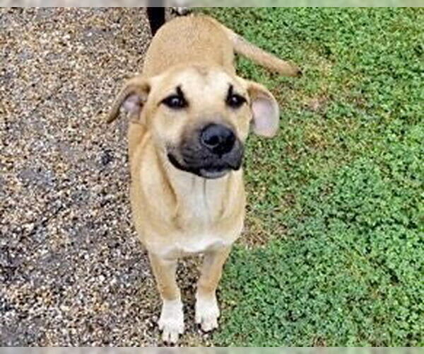Medium Photo #2 Labrador Retriever-Unknown Mix Puppy For Sale in Houston, TX, USA