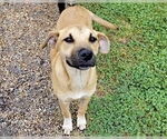 Small #1 Labrador Retriever Mix