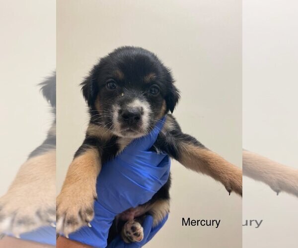 Medium Photo #5 Labrador Retriever-Unknown Mix Puppy For Sale in New York, NY, USA