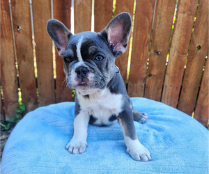 French Bulldog Puppy for sale in SEATTLE, WA, USA
