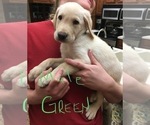 Small Photo #2 Labrador Retriever Puppy For Sale in ARLINGTON, IN, USA