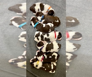 English Springer Spaniel Puppy for sale in CLEVELAND, TN, USA