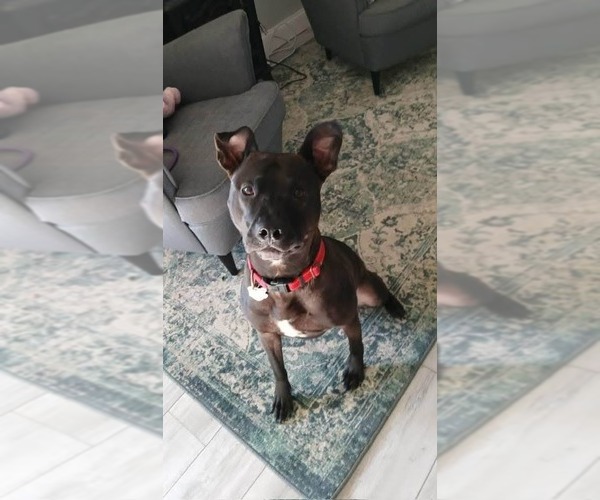 Medium Photo #17 Mutt Puppy For Sale in Holly Springs, NC, USA