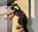 Small #2 German Shepherd Dog