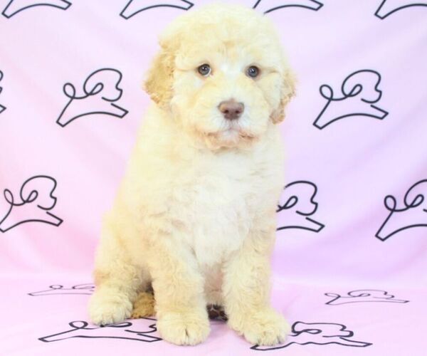 Medium Photo #13 Goldendoodle Puppy For Sale in LAS VEGAS, NV, USA