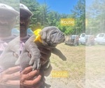Small #28 Cane Corso