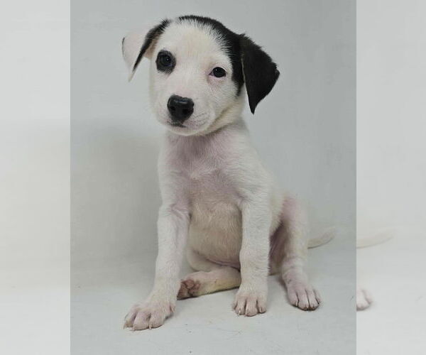Medium Photo #1 Borador Puppy For Sale in Brewster, NY, USA
