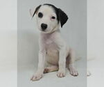 Small Borador