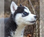 Small #22 Siberian Husky