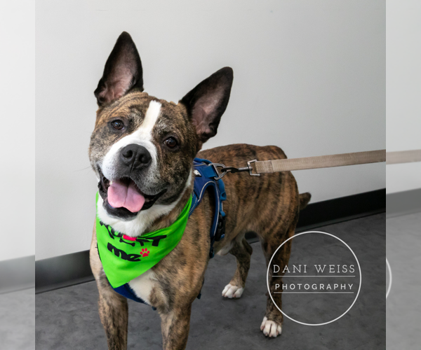 Medium Photo #5 American Staffordshire Terrier-Boxer Mix Puppy For Sale in Decatur, GA, USA