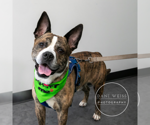 Chop - Male American Staffordshire Terrier-Boxer Mix Dog for Adoption - Photo #5