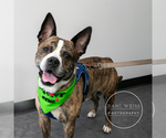 Small #4 American Staffordshire Terrier-Boxer Mix