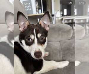 Basenji-Pomeranian Mix Dogs for adoption in Agoura Hills, CA, USA