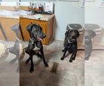 Small Photo #3 Great Dane-Unknown Mix Puppy For Sale in Bullard, TX, USA