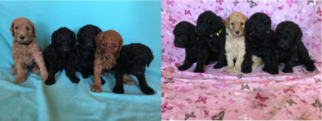 Poodle (Standard) Puppy for sale in ALEDO, TX, USA