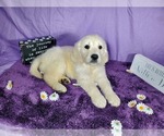 Small Photo #35 English Cream Golden Retriever Puppy For Sale in PEYTON, CO, USA