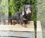 Small Photo #1 Dachshund Puppy For Sale in MIDDLEBURY, IN, USA