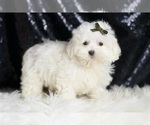 Small Photo #16 Maltipoo (Miniature) Puppy For Sale in WARSAW, IN, USA
