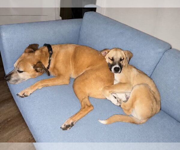 Medium Photo #3 Mutt Puppy For Sale in Woodbury, NY, USA