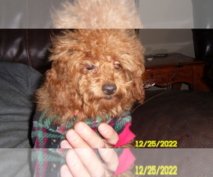 Poodle (Miniature) Puppy for sale in DULUTH, GA, USA
