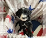 Small #2 Australian Labradoodle-Bernedoodle Mix