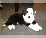 Puppy 5 Bearded Collie