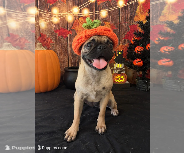 Medium Photo #3 Pug Puppy For Sale in MORENO VALLEY, CA, USA
