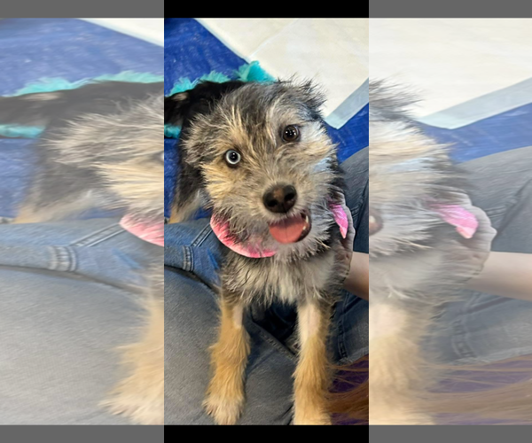 Medium Photo #1 Mutt Puppy For Sale in El Centro, CA, USA