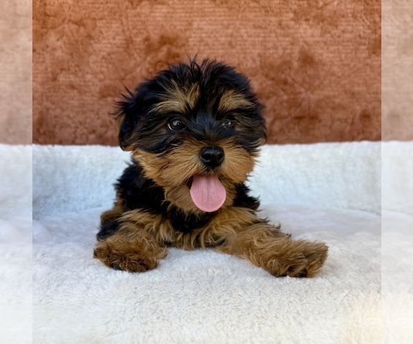 Medium Photo #3 Yorkshire Terrier Puppy For Sale in OCALA, FL, USA