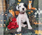 Small Photo #3 Mutt Puppy For Sale in Holly Springs, NC, USA
