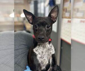 Chihuahua-Pointer Mix Dogs for adoption in El Centro, CA, USA