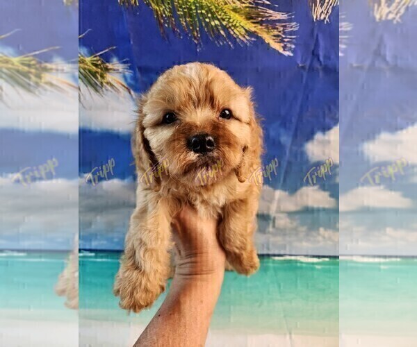 Medium Photo #2 Cavapoo Puppy For Sale in TECUMSEH, MI, USA