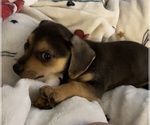 Small Photo #3 Beagle-Chiweenie Mix Puppy For Sale in FAIRBORN, OH, USA
